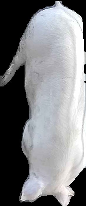 Crop