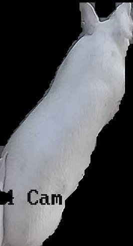 Crop