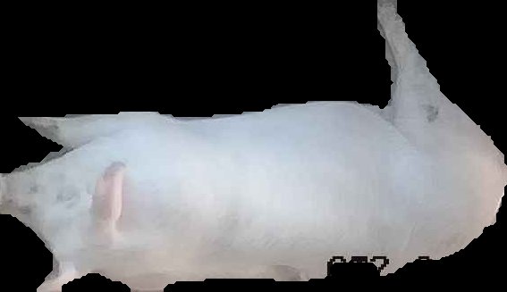 Crop