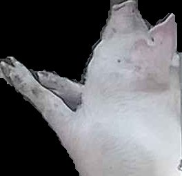 Crop