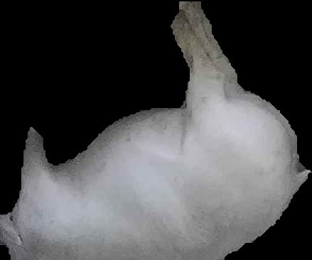 Crop