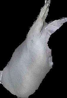 Crop