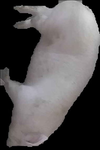 Crop