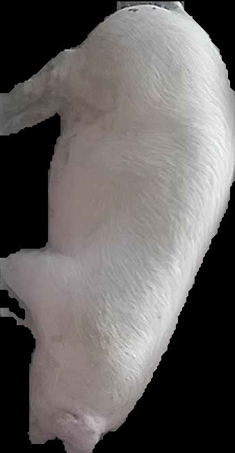 Crop