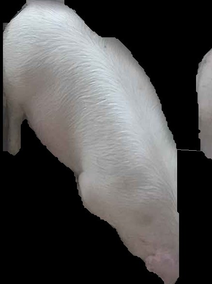 Crop