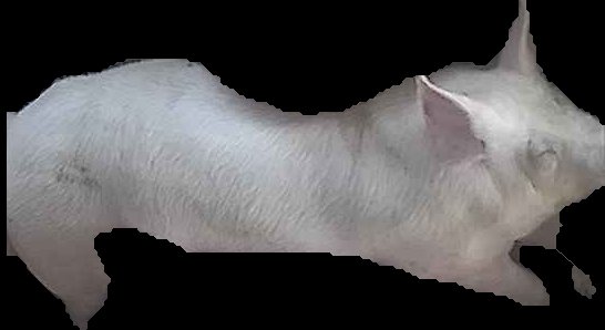 Crop