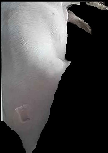 Crop