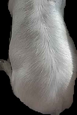 Crop