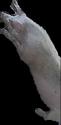 Crop