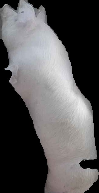 Crop