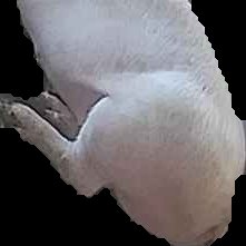 Crop