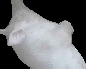Crop