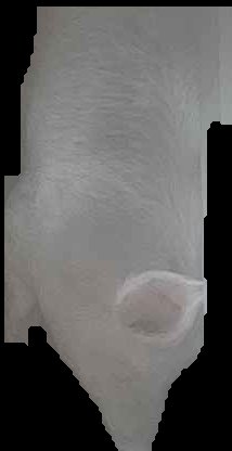 Crop