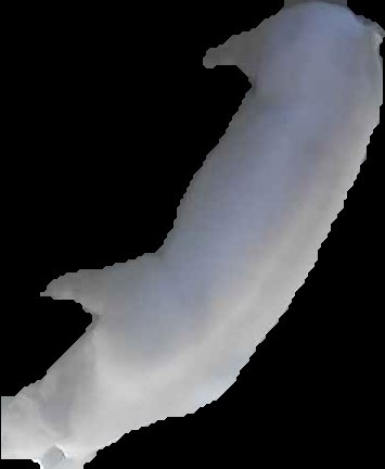 Crop