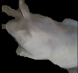 Crop