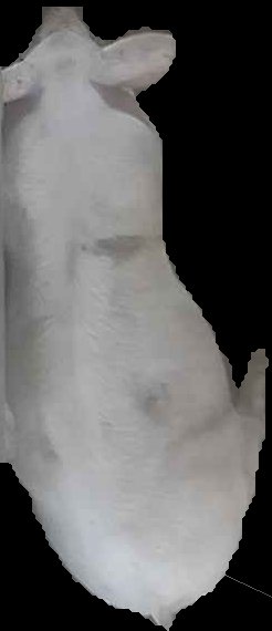 Crop