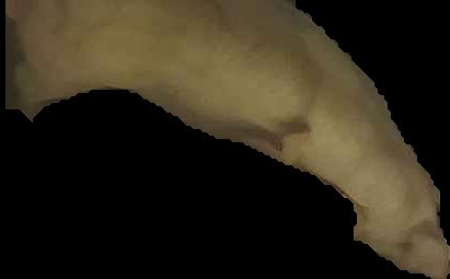 Crop