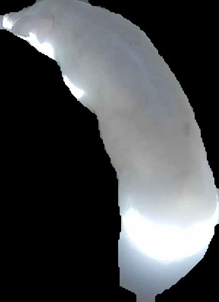 Crop