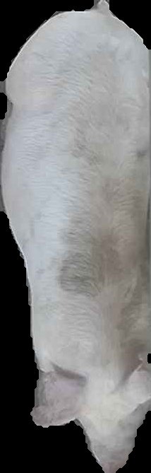 Crop