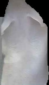 Crop