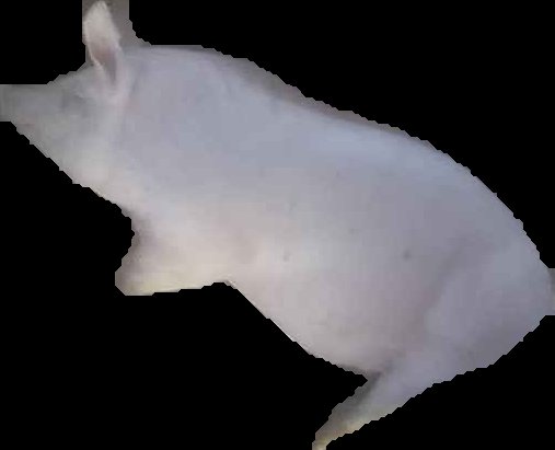 Crop