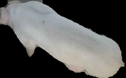 Crop
