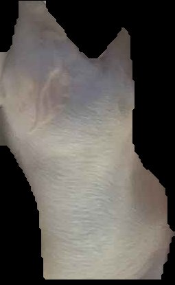 Crop