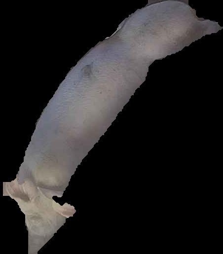 Crop