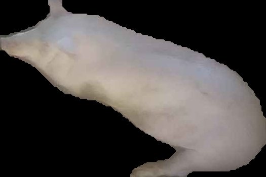 Crop