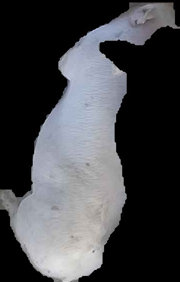 Crop