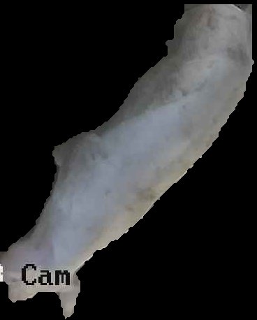 Crop
