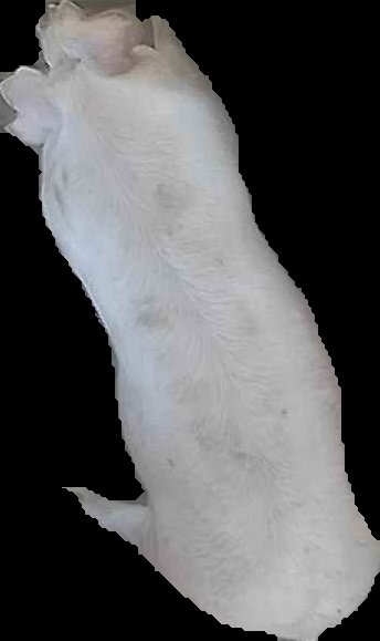 Crop