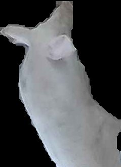 Crop