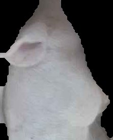 Crop