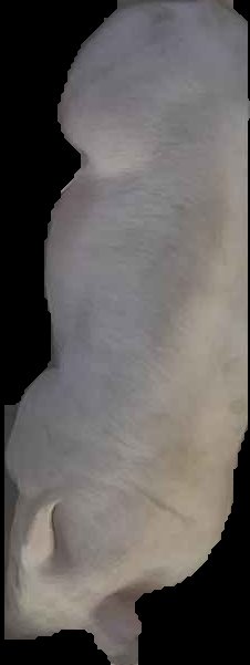 Crop