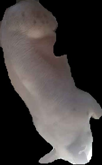 Crop