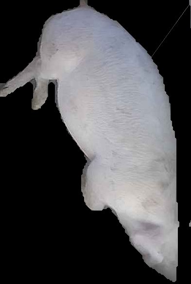 Crop