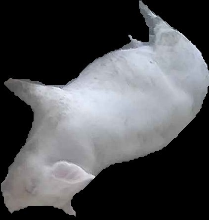 Crop