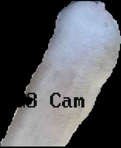 Crop