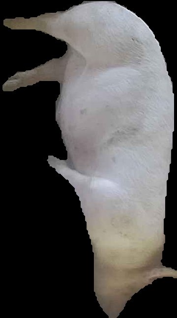 Crop