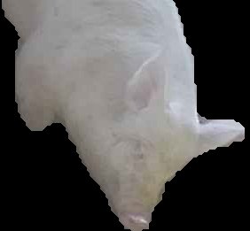 Crop