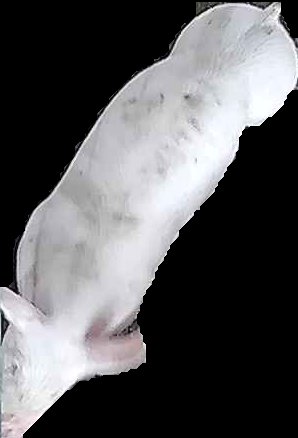 Crop
