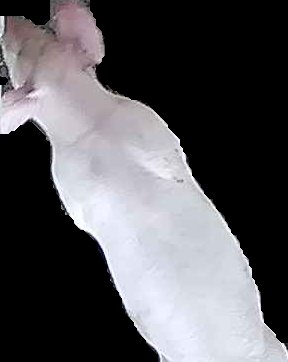 Crop