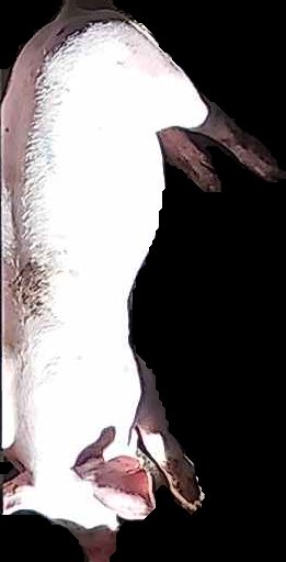 Crop