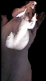Crop