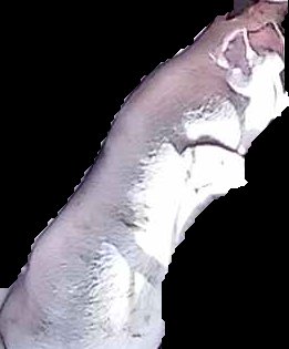 Crop
