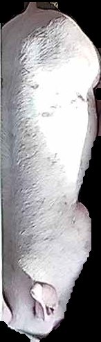 Crop