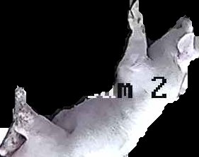 Crop