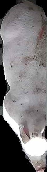 Crop