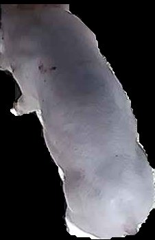 Crop